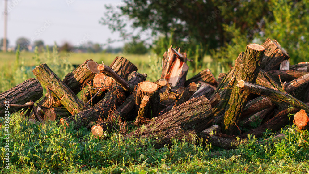 Stack of firewood in garden on the grass