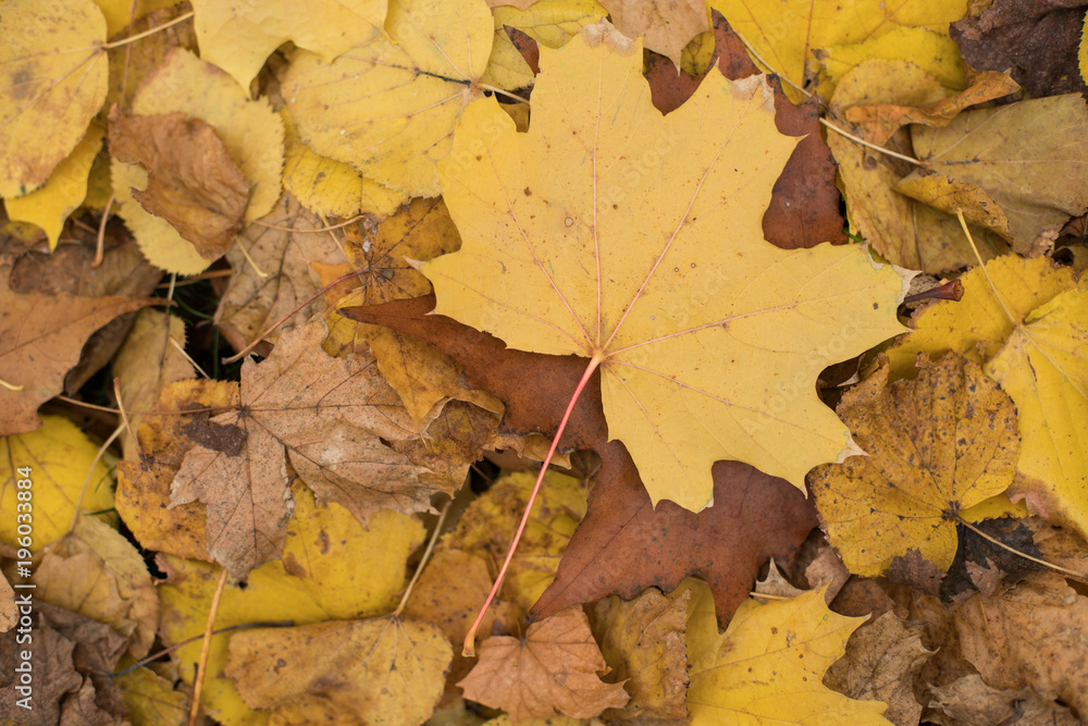 Background group autumn orange leaves. Outdoor. Background group autumn orange leaves. Outdoor.