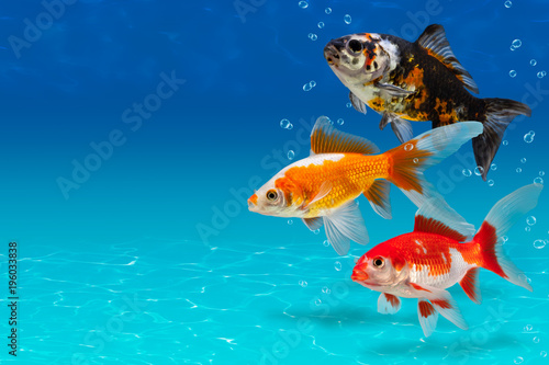 Canvas-taulu Underwater scene with three colorful fishes and bubbles, collage with aquarium g