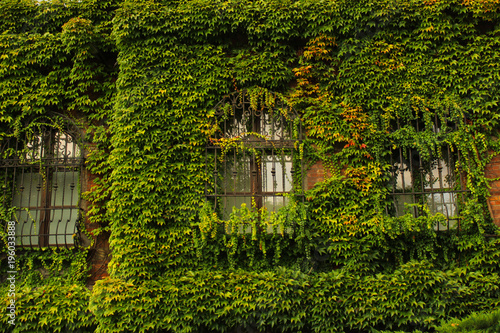 Natural green exterior with ivy on the house. © Natalia