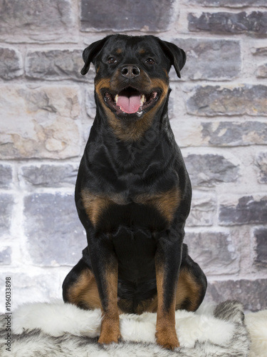 Rottweiler dog portrait. Image taken in a studio.