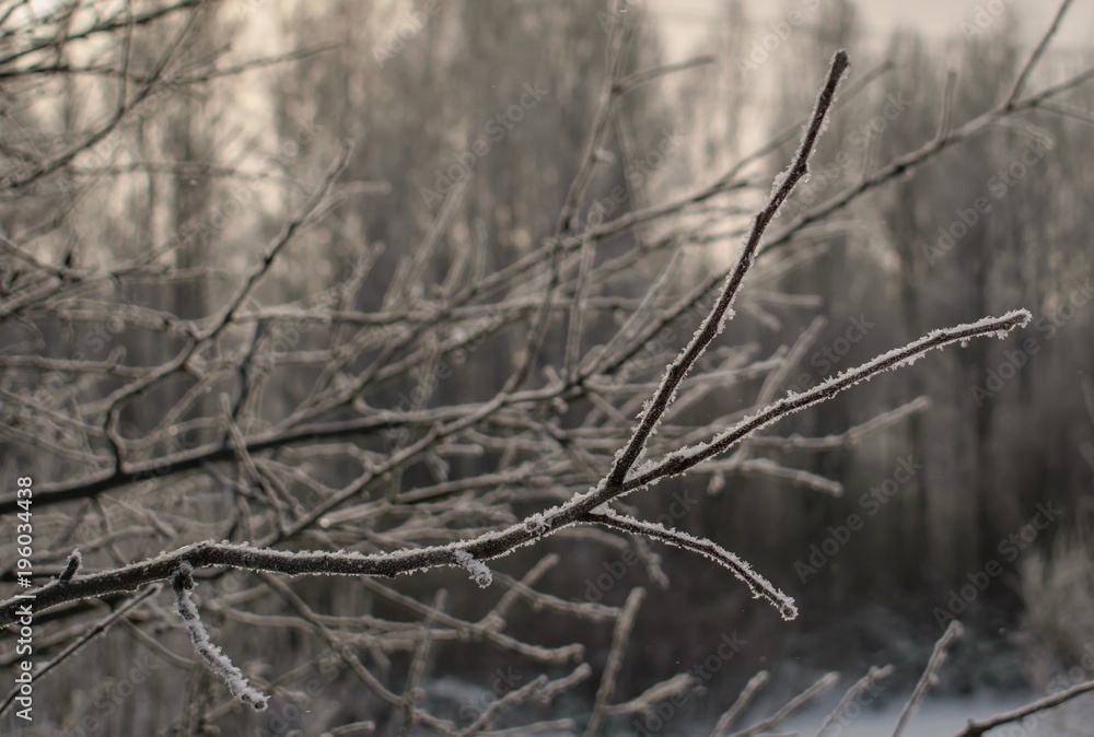 White frost on tree branches White frost on tree branches