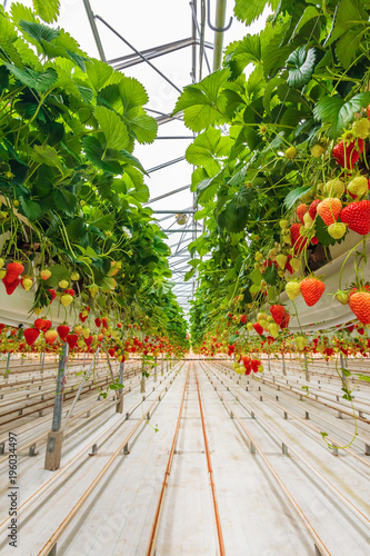 Strawberries in a Dutch greenhouse