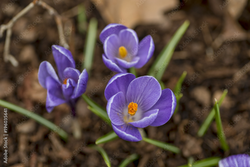 Krokus, Frühlingsboten Krokus, Frühlingsboten