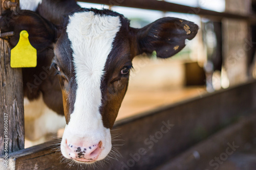 Closeup portrait young cow looks into the camera and yellow tagged ears at in the stall