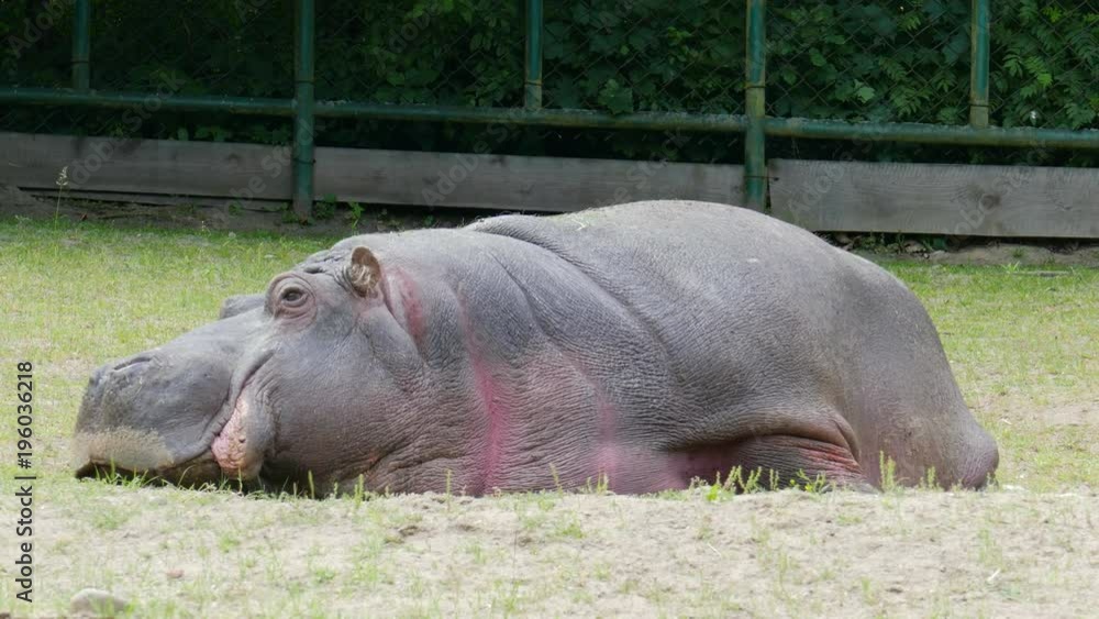 Hippopotamus rests on a hot day at the zoo 002 Hippopotamus rests on a hot day at the zoo 002
