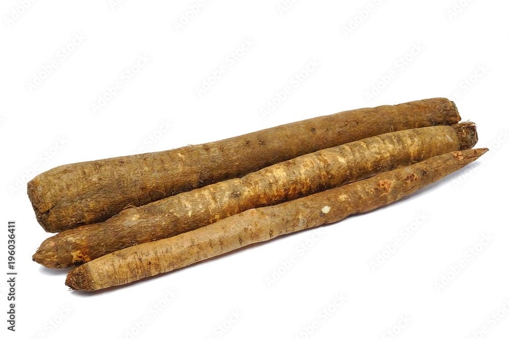 Black salsify roots (Scorzonera hispanica) Black salsify roots (Scorzonera hispanica)