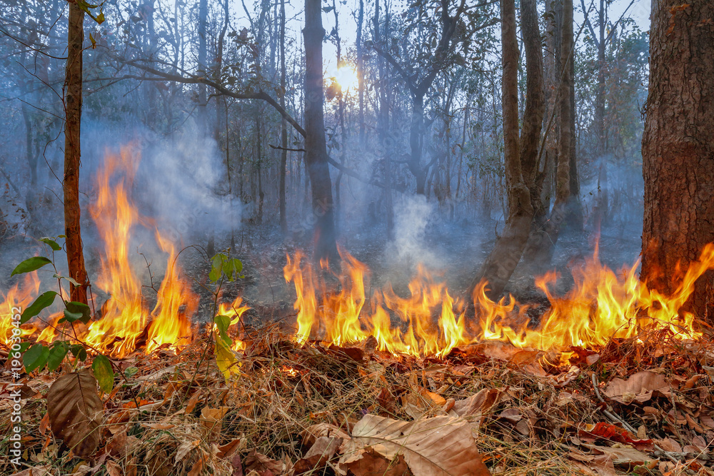 wildfire on mountain in thailand