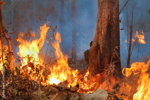 wildfire on mountain in thailand