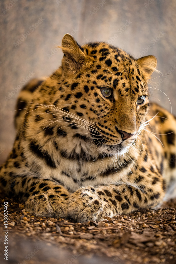 Fototapeta premium Portrait eines Leoparden