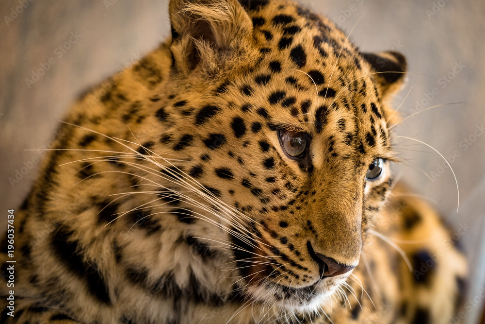 Fototapeta premium Portrait eines Leoparden