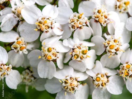 Common Yarrow (Achillea millefolium)