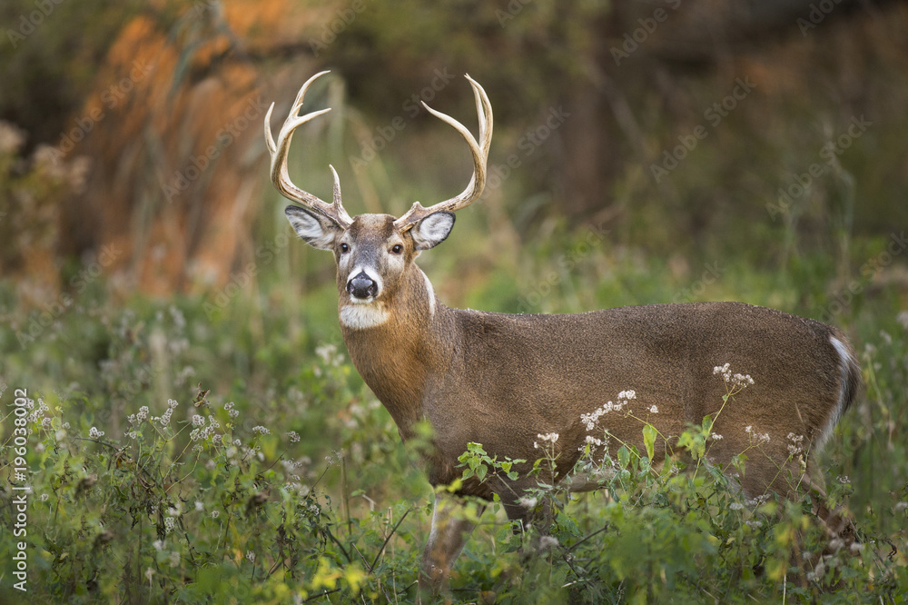 Obraz premium Whitetail Buck