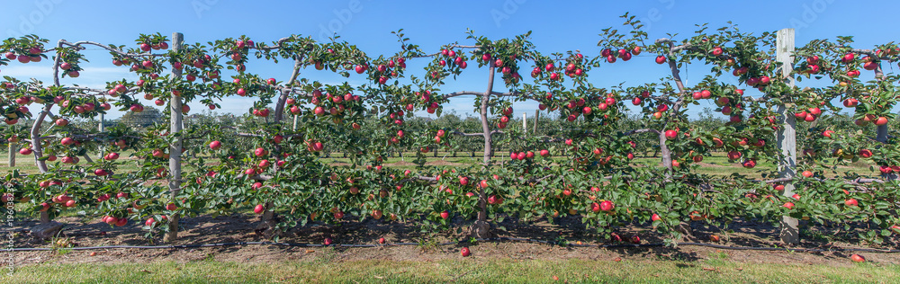 Panorama of apples on the vine, Long Iland, NY