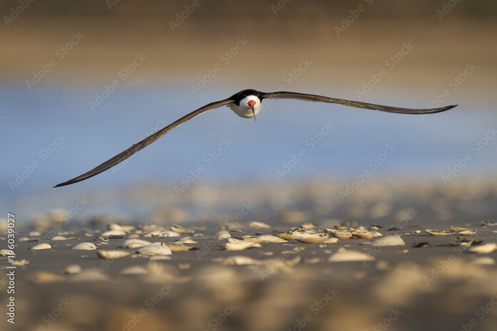 A Black Skimmer flies low over a sandy beach covered with shells in the morning sun. A Black Skimmer flies low over a sandy beach covered with shells in the morning sun.