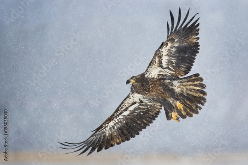 A juvenile Bald Eagle flies on a cold snowy winter day in soft light with a smooth gray background.