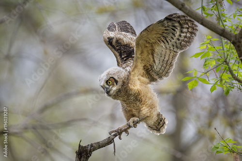 Foto A Great Horned Owlet flaps its new wings trying to learn how to fly
