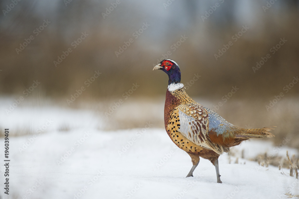 A Ring-necked Pheasant stands in shallow snow in an open field showing off its brilliant colors in soft overcast light.