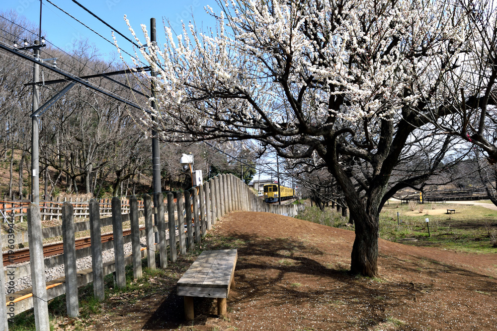 北山公園 梅の花と西武線