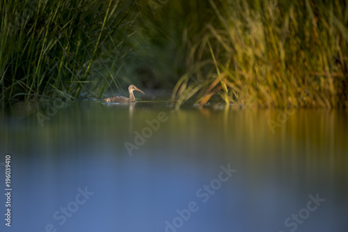 A Clapper Rail swims in the shallow water of the salt water marsh with the early morning sun starting to shine on the grasses