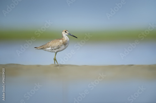 A Willet stands on a small sand bar in the water on a bright sunny summer day with a smooth green and blue background.
