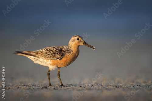A Red Knot stands on a sandy beach in the early morning sun with some blue water in the background.