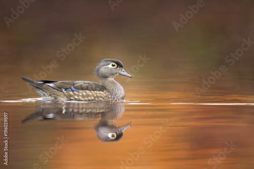 Photography A female Wood Duck hen swims in the calm water with her reflection and a colorful autumn background and foreground in soft light