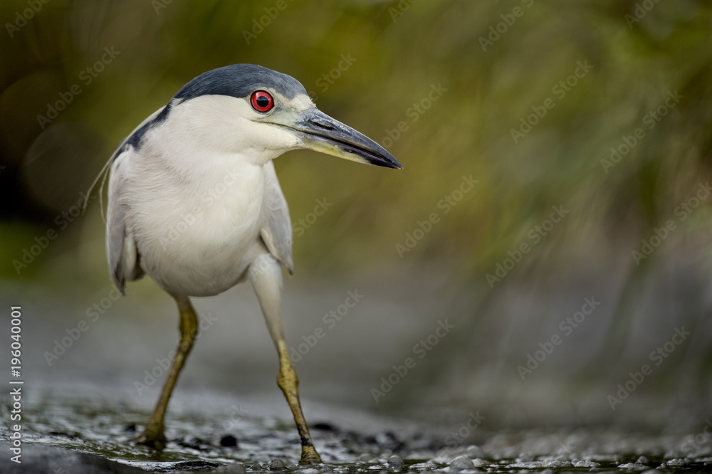 A Black-crowned Night Heron strikes an interesting pose as it stalks along the muddy shallows in search of food.