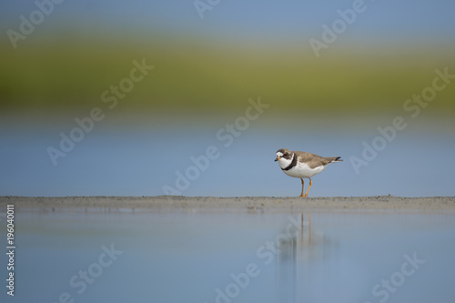 A Semipalmated Plover stands on a small sliver of sand exposed in the shallow water with a smooth green and blue background. © rayhennessy