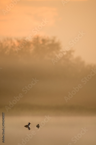 A pair of Hooded Mergansers float on a calm pond in the early morning light fog as the sun rises.