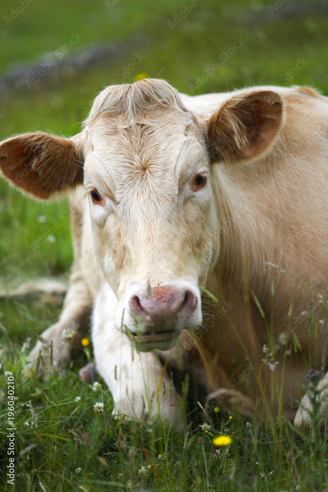 Cow head detail on the green grass background in Ireland