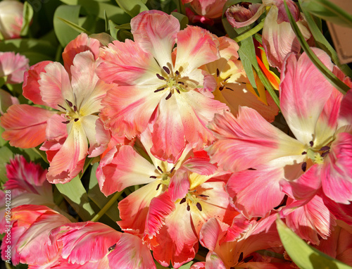 Tulip Lily Flowering Ballade Dream