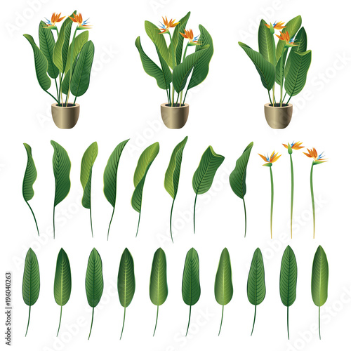 Strelitzia reginae flower and leaves collection. Vector illustration