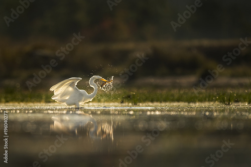 A large white Greaet Egret captures a pickeral fish and splashes around in the shallow water as it glows in the morning sun. photo