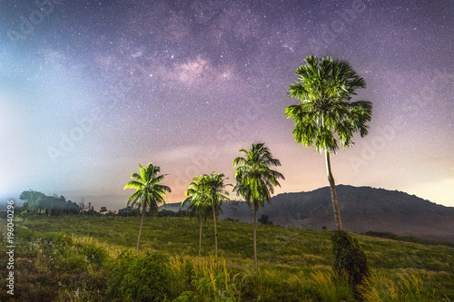 Palm tree on field with starry night sky