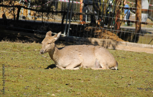 axis deer female having rest in the outdoor enclosure
