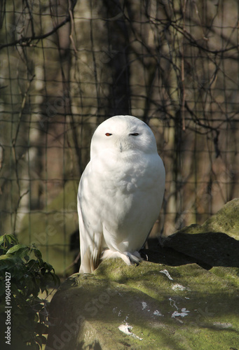 snowy owl sitting on the rock
