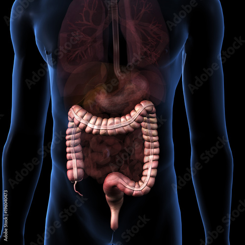 Large Intestine Isolated within Torso on Black