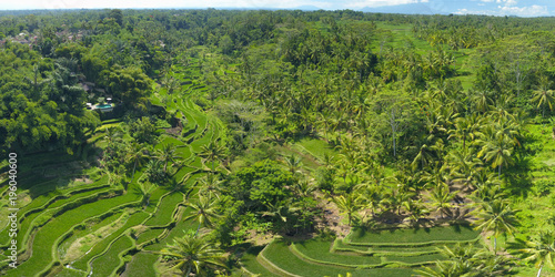 AERIAL: Flying over fertile endless green rice terraces on a picturesque day.