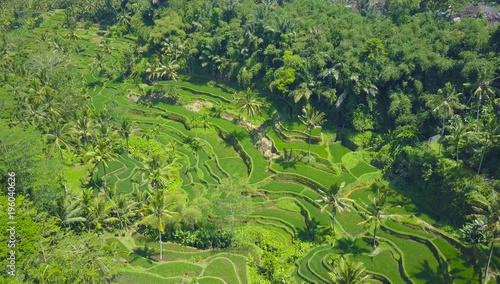 AERIAL: Fascinating rice paddy irrigation systems meandering past palm trees.