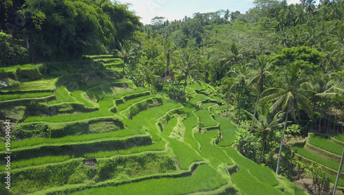 AERIAL: Staircase-like rice terraces descending from lush tropical rainforest.
