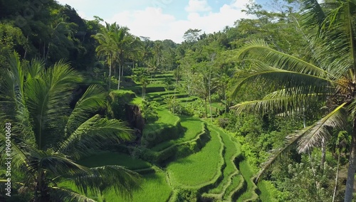 AERIAL: Palm tree forests surrounding extensive sloping serpentine rice terraces