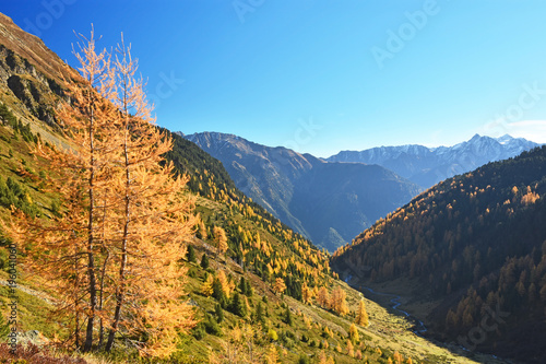 Colorfull fall forest at a sunny day in the Tyrolean Alps, Austria