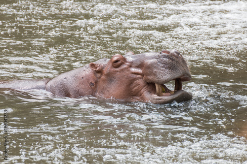 hippopotamus relax in the water.