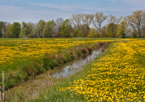 Wiese mit unzähligen gelben Löwenzahn-Blüten, durch die ein Graben fließt