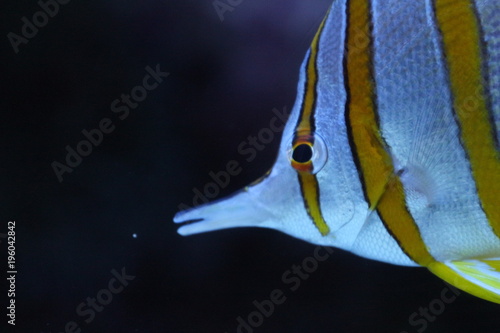 Copperband Butterfly fish  photo