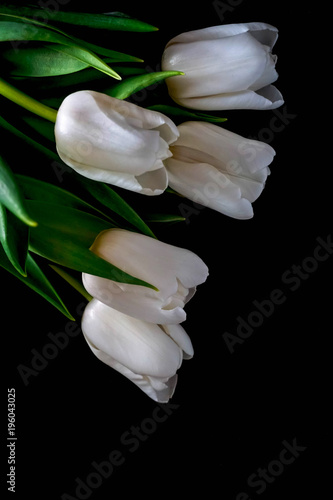 bouquet of white tulips on dark background