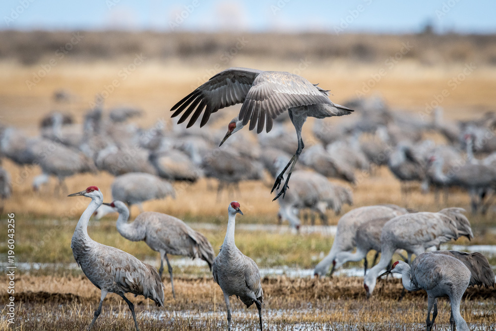 Obraz premium Sandhill Cranes during the annual spring migration in Monte Vista, Colorado