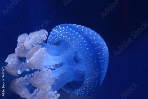 Australian white-spotted jellyfish Swimming Underwater  © LifeGemz
