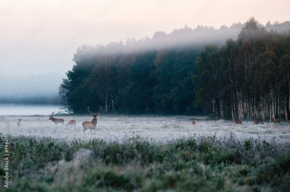 Fototapeta premium Red deer leader and herd against misty forest early in the morning during the rut in Belarus